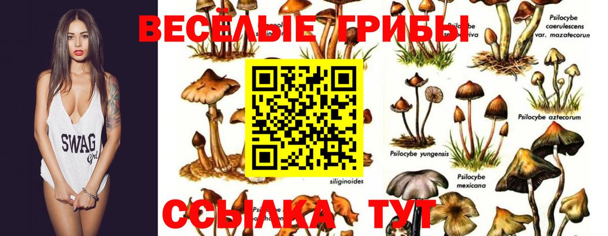 Лосино-Петровский  Псилоцибиновые грибы Psilocybe  хочу наркоту  Вход с VPN 